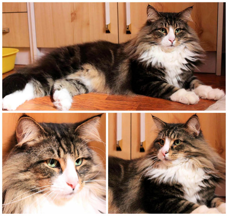 IC HU*Gallifrey's Tarragon Big T Gallifrey's Norwegian Forest Cats